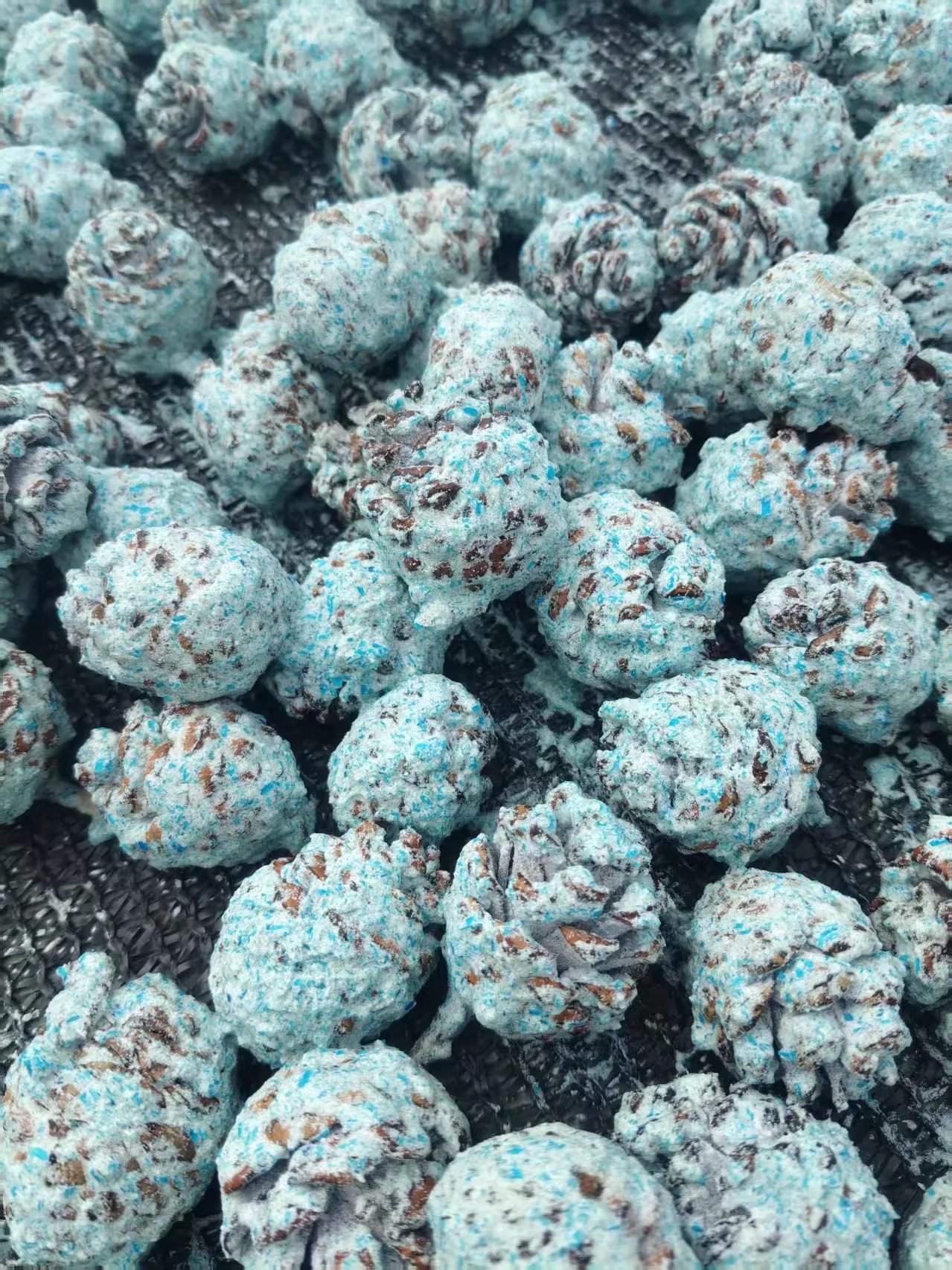 Colored pine cones for fireplaces and fire pits