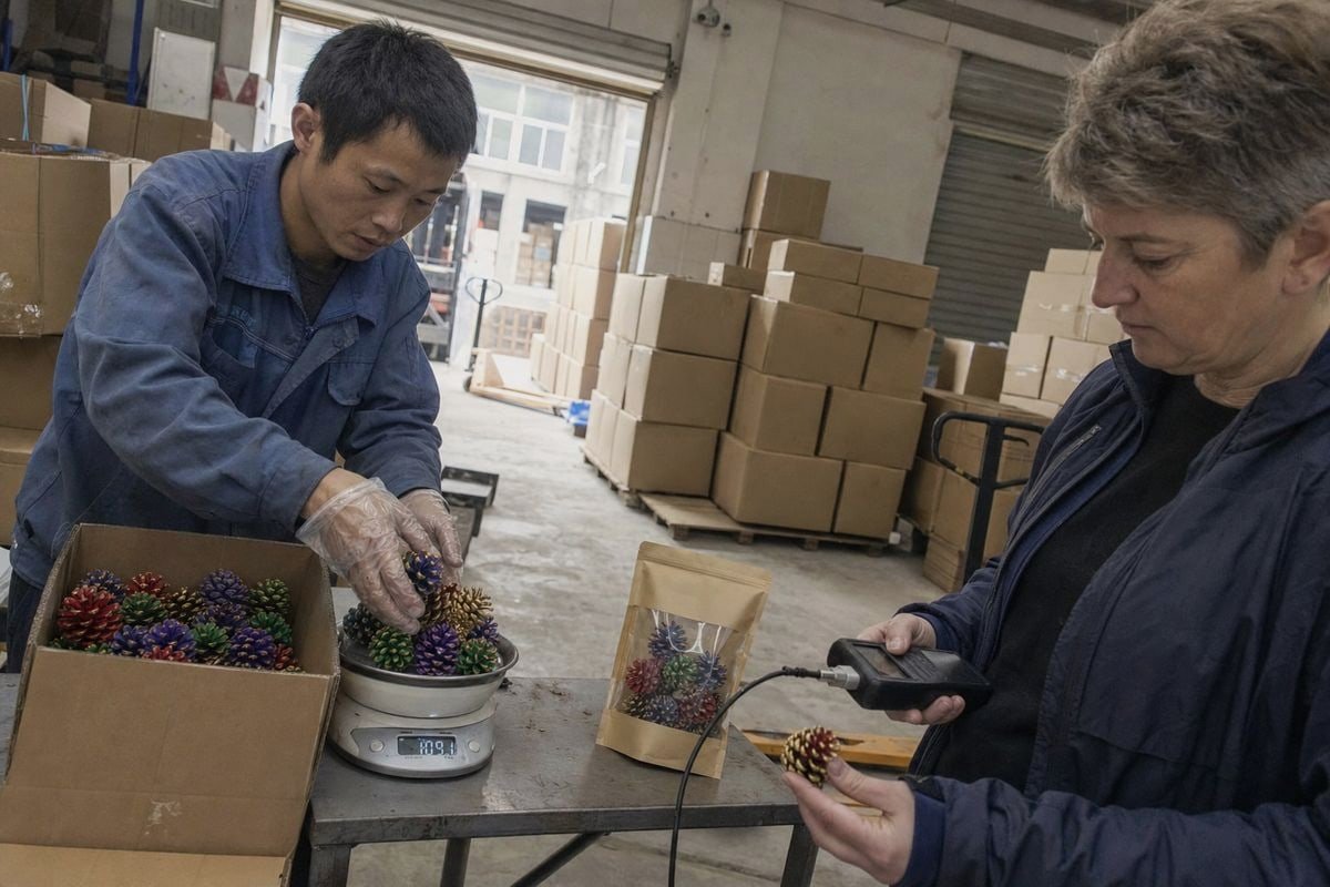 Verifying Mass Production Quality Quality inspector comparing mass production pine cones against approved sealed sample for color and weight (ID#3)