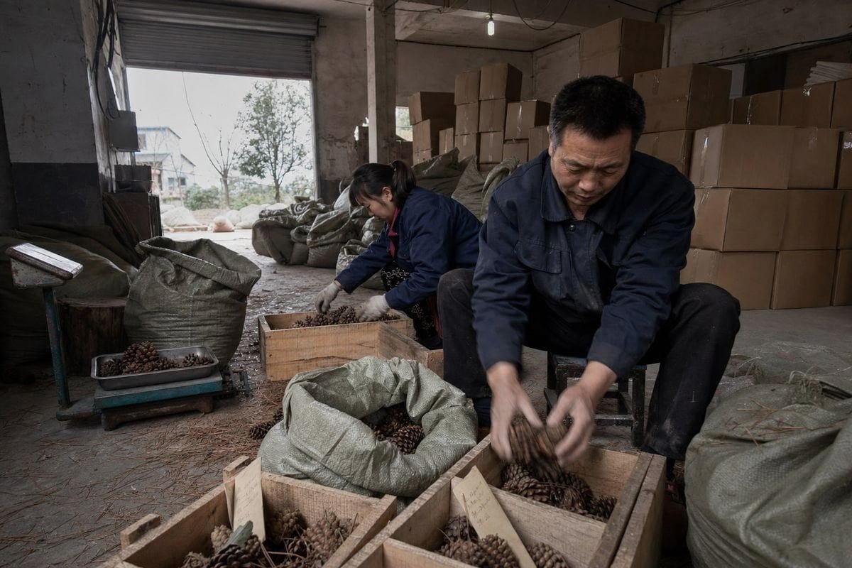 Incomplete Declaration Risks Consequences of incomplete Lacey Act declarations on colored pine cone shipments (ID#4)